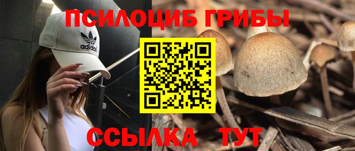 Псилоцибиновые грибы Cubensis  Вышний Волочёк 