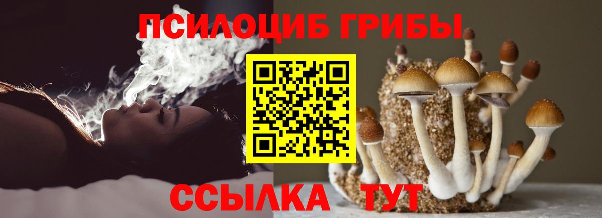 Галлюциногенные грибы Psilocybe Вышний Волочёк